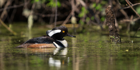 Male Hooded Merganser (Lophodytes cucullatus) feeding. Western Oregon.