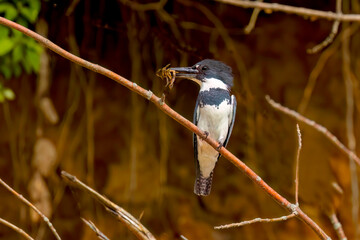 The belted kingfisher (Megaceryle alcyon) brings prey for the young . Belted kingfisher is a large, conspicuous water kingfisher, native to North America
