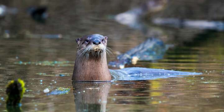 River Otter (Lutra canadensis) in a slough in Western Oregon.