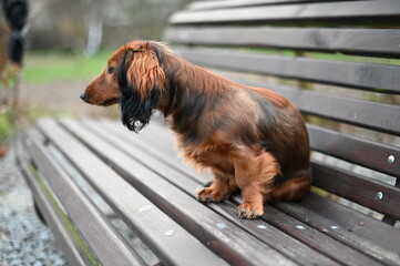 Long-Haired Dachshund Sitting on a Wooden Bench