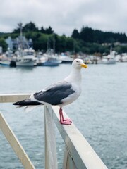 Seagull on Pier