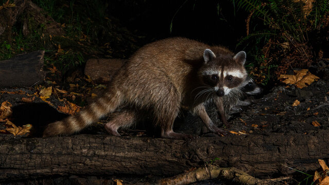 Raccoon (Procyon lotor) feeding at night in Western Oregon.