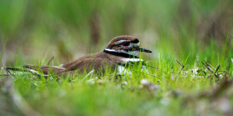 Killdeer (Charadrius vociferus) sitting on a nest.