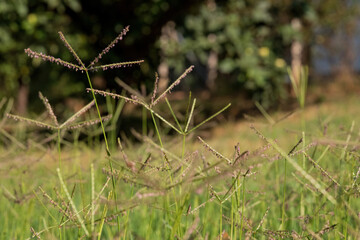 Wild Grass Blades in a Sunlit Field
