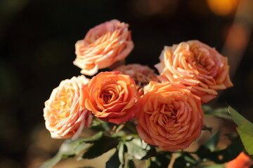 orange rose flower