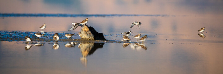 Western Sandpipers (Calidris mauri) feeding along the shoreline during fall migration. Summer Lake Management Area, Oregon