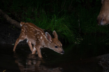 Black-tailed Deer (Odocoileus hemionus) fawn and doe crossing a creek. Western Oregon.