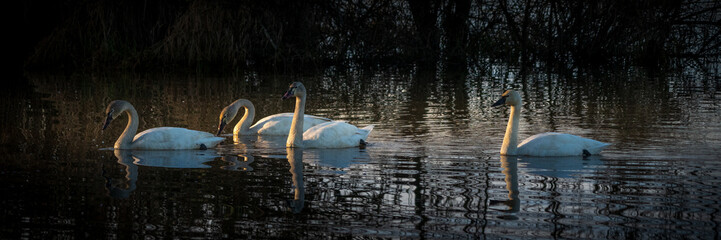 Tundra Swan (Cygnus columbianus) in morning light. William L. Finley National Wildlife Refuge, Oregon.