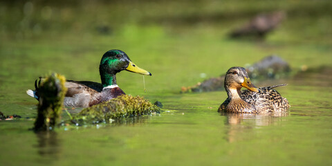 Fototapeta premium Male and Female Mallards (Anas platyrhynchos) during spring. Western Oregon
