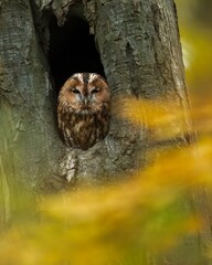 brown owl - tawny owl