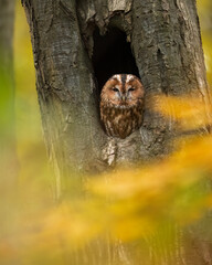 brown owl - tawny owl