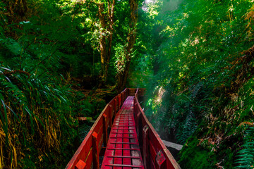 Bridge in the forest V2