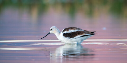 American Avocet (Recurvirostra americana) .Summer Lake Wildlife Management Area, Oregon