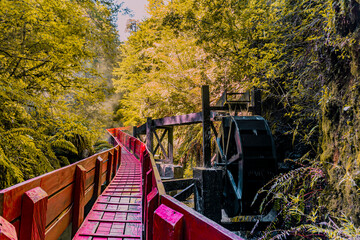 Bridge in the forest