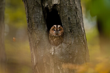 brown owl - tawny owl