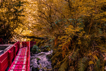 Autumn in the forest