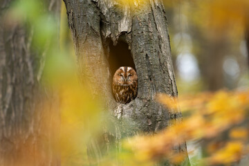 brown owl - tawny owl