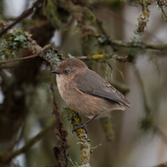 Tail-less Bushtit (Psaltriparus minimus) - Tail feathers are prone to accidental loss, often...