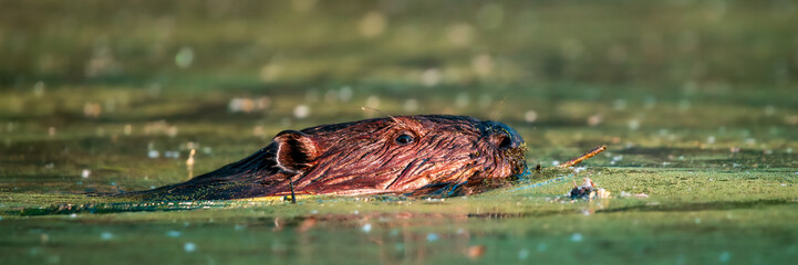 Beaver (Castor canadensis) swims along a pond with a branch to repair a dam. Oregon.