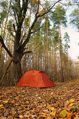 tourist tent in autumn forest, natural background. active holidays in fall season. adventure, unity with wild nature, tourism, travel concept. landscape with Camping place. forest scenery