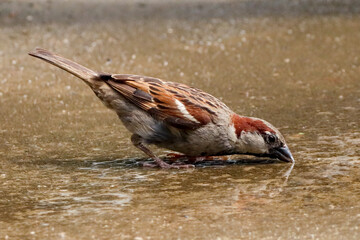 Rio de Janeiro, RJ, Brazil, 11/17/2024 - House sparrow, Passer domesticus, pardal drinking water on...