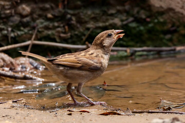 Rio de Janeiro, RJ, Brazil, 11/17/2024 - House sparrow, Passer domesticus, pardal drinking water on a puddle at Nobel Square, Grajau neighborhood