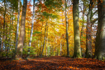 Forest in full autumn colors