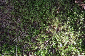 Moss texture