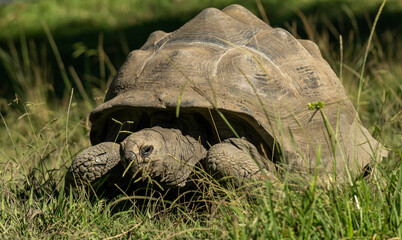 turtle on grass