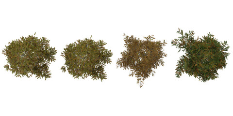 Collection of Larix trees on transparent background from the top view