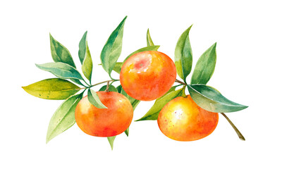 Orange mandarins on branch with fresh leaves hand drawn watercolor illustration on white background