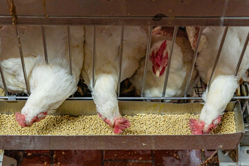 Close Chickens Cages Eating Large
