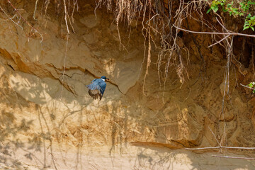 The belted kingfisher (Megaceryle alcyon) brings prey for the young . Belted kingfisher is a large, conspicuous water kingfisher, native to North America