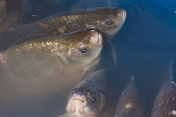 Crucians swim in an artificial pond. A close-up of a fish near the surface of the water is a calm swimming under the transparent surface of a pond.