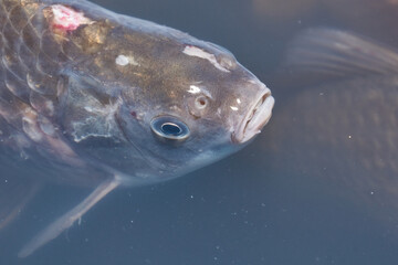 Crucians swim in an artificial pond. A close-up of a fish near the surface of the water is a calm swimming under the transparent surface of a pond.