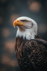 Obraz premium A majestic eagle stands proudly against a backdrop of the American flag in a serene setting