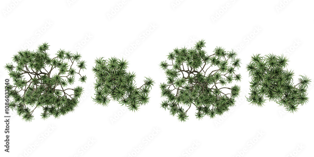 Poster collection of pandanus trees on transparent background from the top view