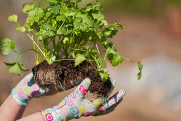 Female hands in work gloves with stem celery seedlings with intertwined roots in the ground. One...