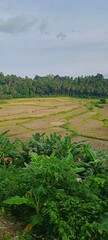 green rice field