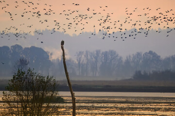 Bald Eagle at Sunrise
