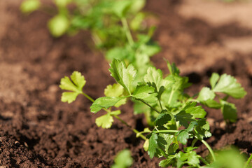 Planted seedlings of petiole celery on the bed.