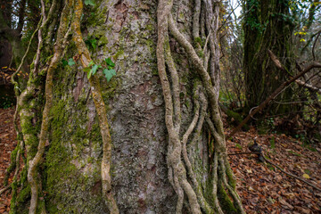 Hedera, commonly called ivy , is a genus of 12–15 species of evergreen climbing or ground-creeping woody plants in the family Araliaceae, native to  Europe,  Macaronesia,  Africa and  Asia. 