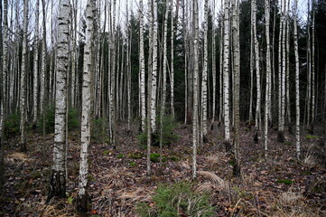 Birch trees in the forest in late autumn