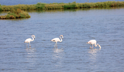 Three flamingos with long beaks searching for food in the shallow bottom of a pond