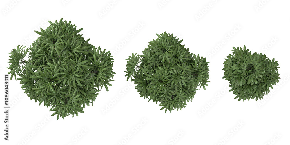 Poster collection of rhapis excelsa plants on transparent background from the top view