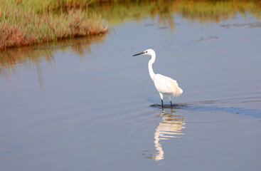little egret with long neck reflected on still pond water in nature