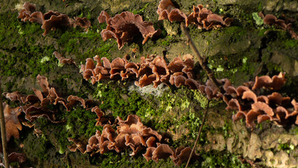 Turkey tail at the veluwe