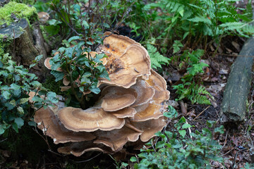 Turkey tail at the veluwe