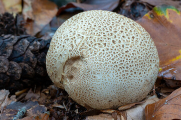 common earthball at the veluwe