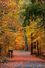 Maybury state park with colorful Maple trees in Novi, Michigan during autumn time.